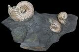 Iridescent Ammonite Fossils Mounted In Shale - x #38108-1